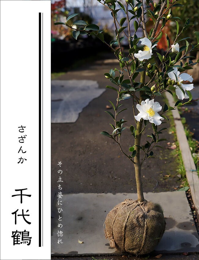 サザンカ カンツバキ系 千代鶴 苗 販売 苗木部 By 花ひろばオンライン