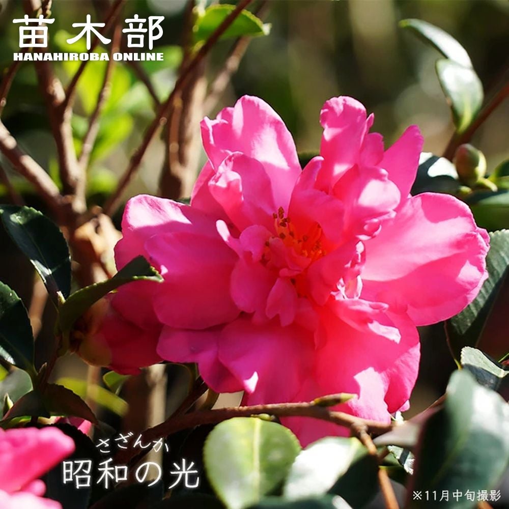 サザンカ 昭和の光 苗 販売 苗木部 By 花ひろばオンライン