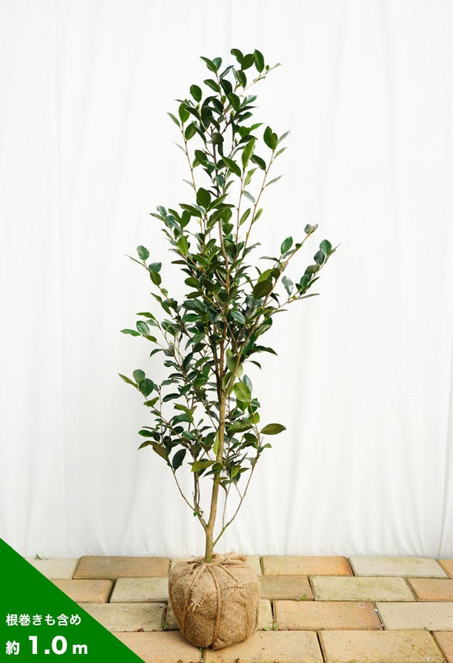 000000042037-03.jpg?size=l&w=