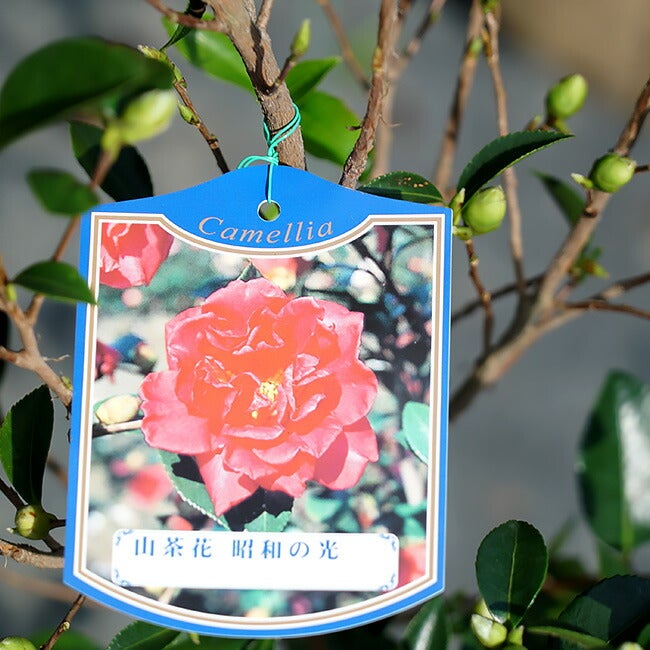 サザンカ 昭和の光 苗 販売 苗木部 By 花ひろばオンライン