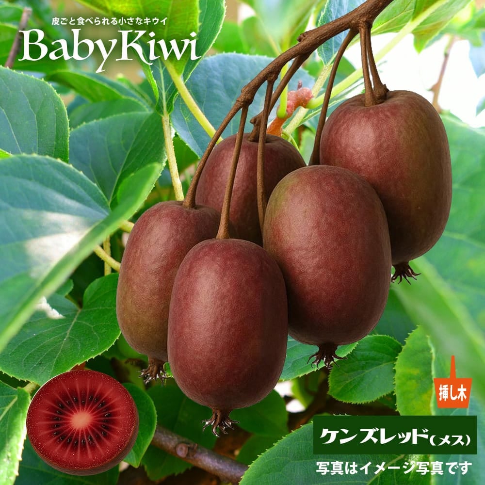 ベビーキウイ　ケンズレッド　メス　 挿し木苗　抜き苗　H サルナシ 苗 販売 苗木部 By 花ひろばオンライン