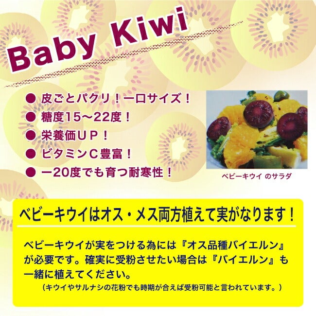 ベビーキウイ パープルシャドー（メス）1年生挿し木 ポット苗