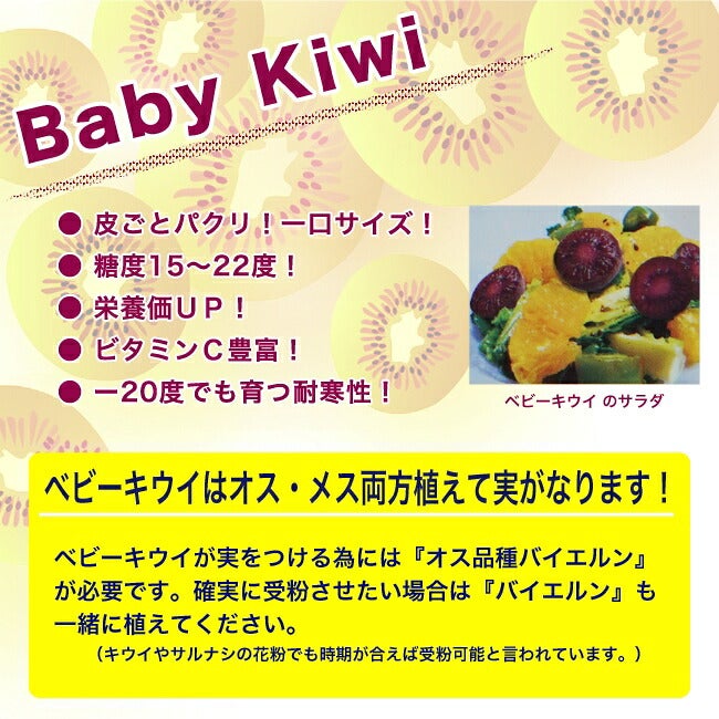 ベビーキウイ パープルシャドー（メス）1年生挿し木 ポット苗