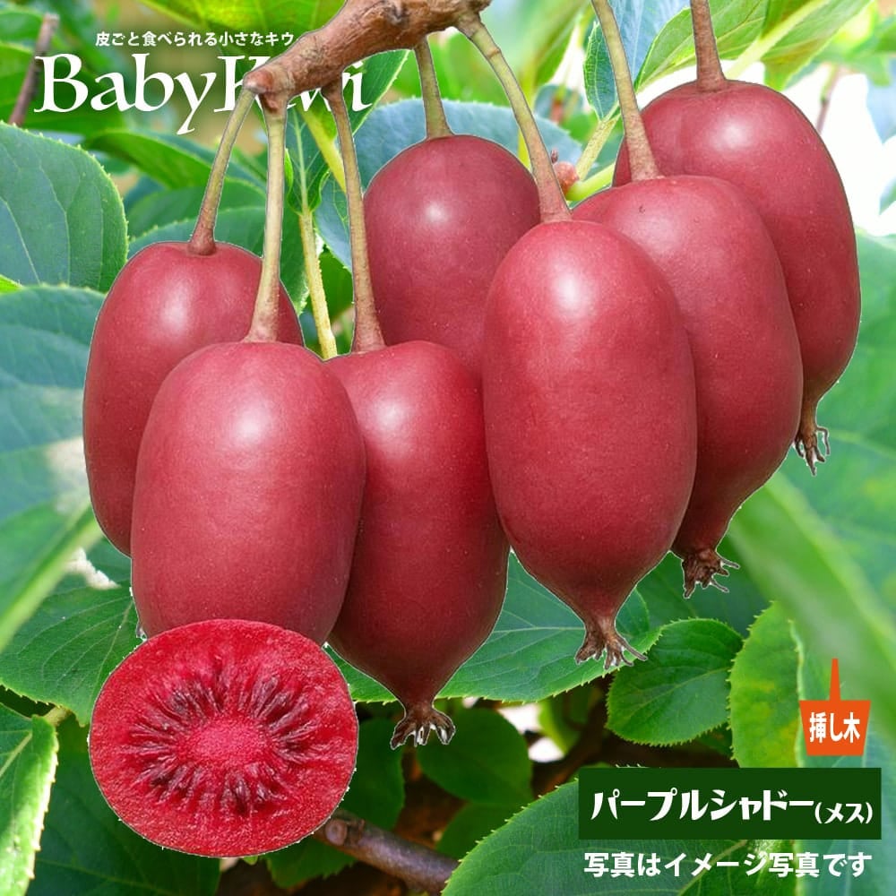 ベビーキウイ ケンズレッド（メス）1年生挿し木 ポット苗