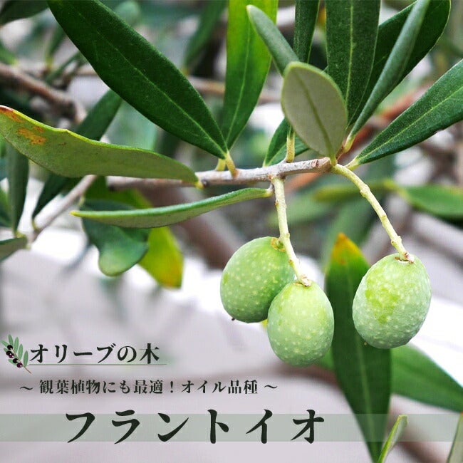 フラントイオ （フロントイオ）】 オリーブの木 3年生苗 | 苗木部 本店