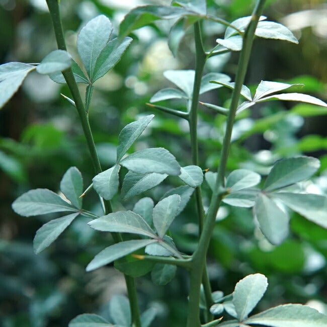 000000042117-02.jpg?size=l&w=