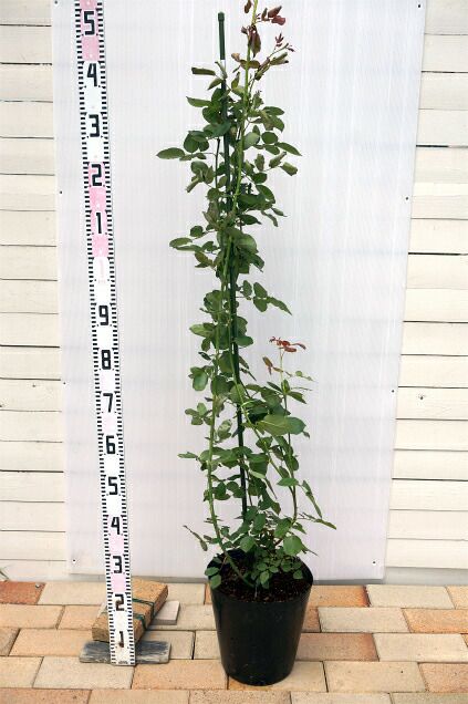 000000042182-04.jpg?size=l&w=