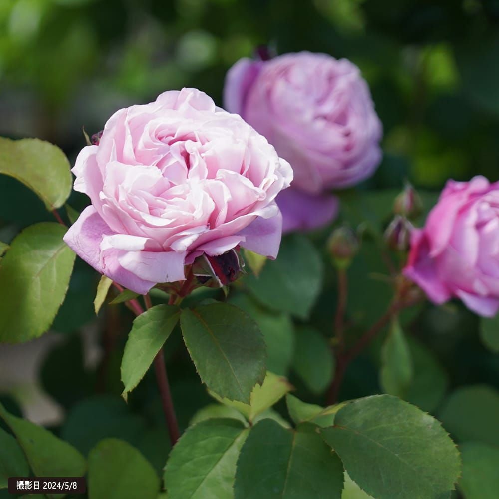 バラ シャンテロゼミサト S シュラブ （半つるバラ） 苗 通販 苗木部