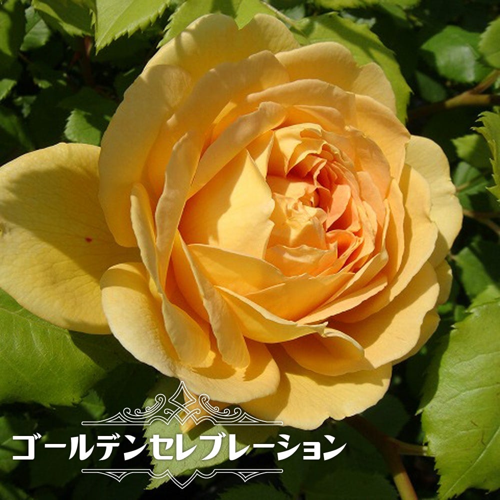 000000042194-01.jpg?size=m&w=