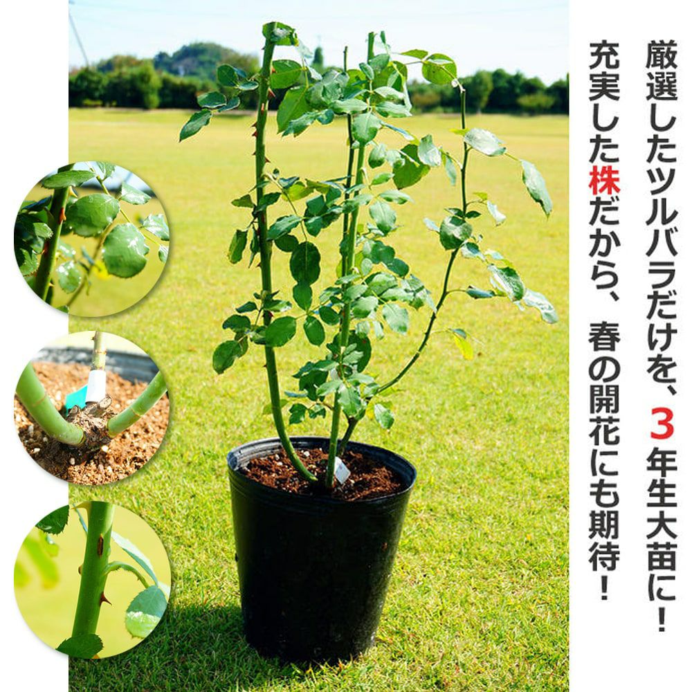バラ レイニーブルー S シュラブ （半つるバラ） 苗 おすすめ 苗木部