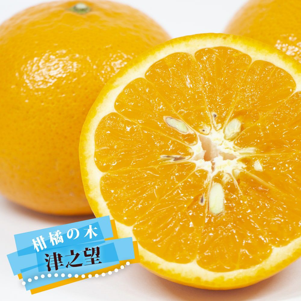 せとか タンゴール 苗 販売 苗木部 By 花ひろばオンライン