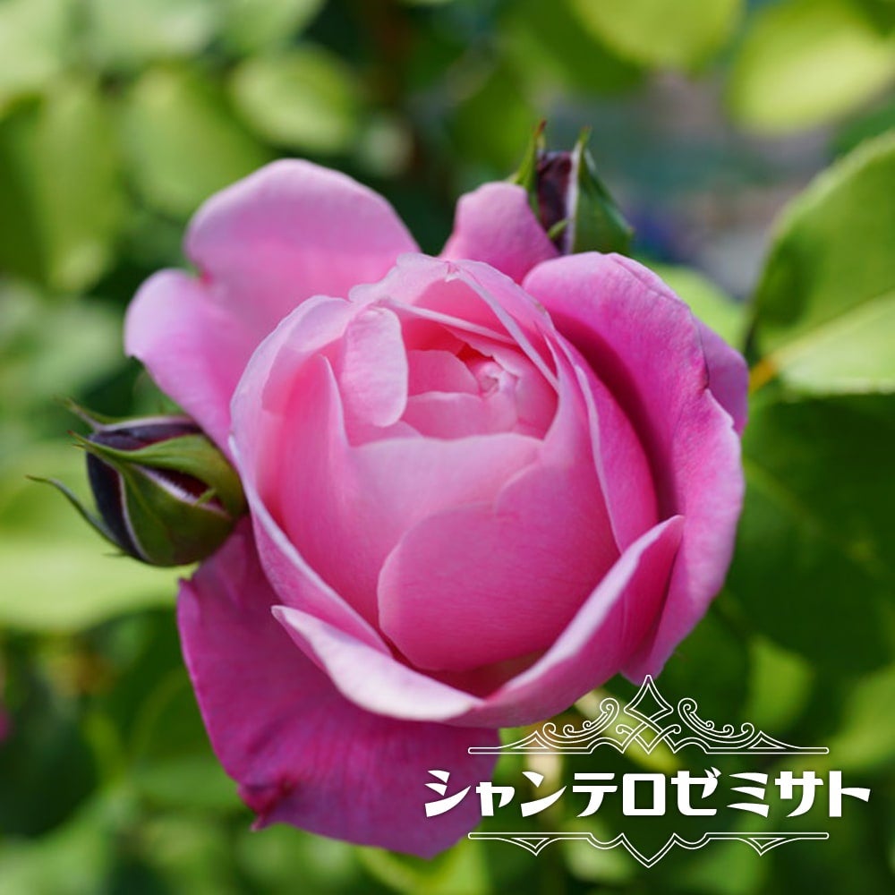 000000042209-01.jpg?size=l&w=
