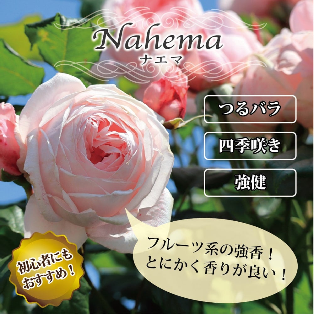 バラ ナエマ CL クライミング (つるバラ) 苗 通販 苗木部 By 花ひろば