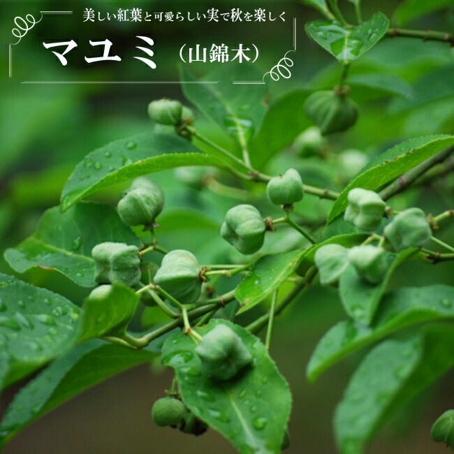 ツルコウジ ツルコウジ 苗 販売 苗木部 By 花ひろばオンライン