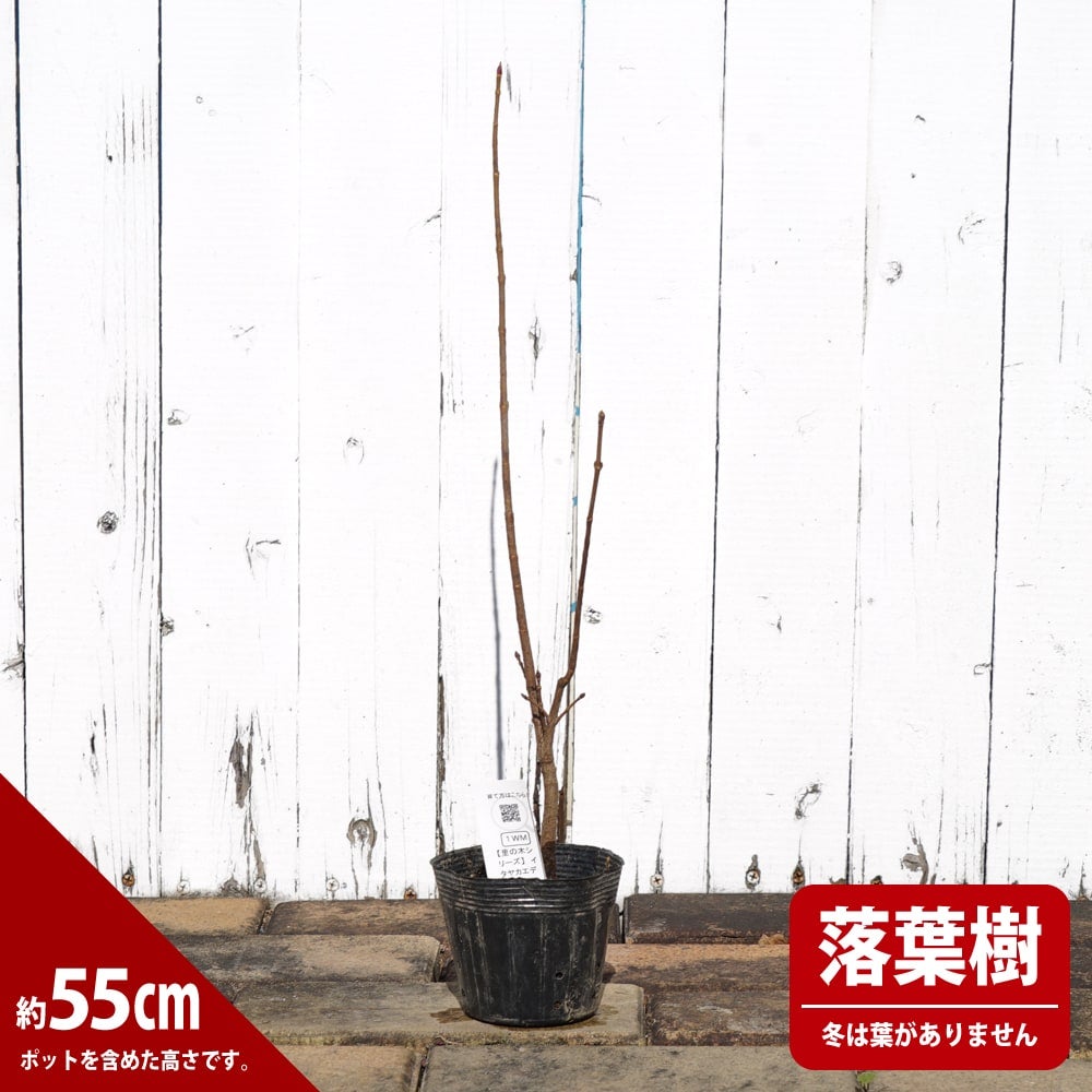 カエデ・もみじ イタヤカエデ 苗 販売 苗木部 By 花ひろばオンライン