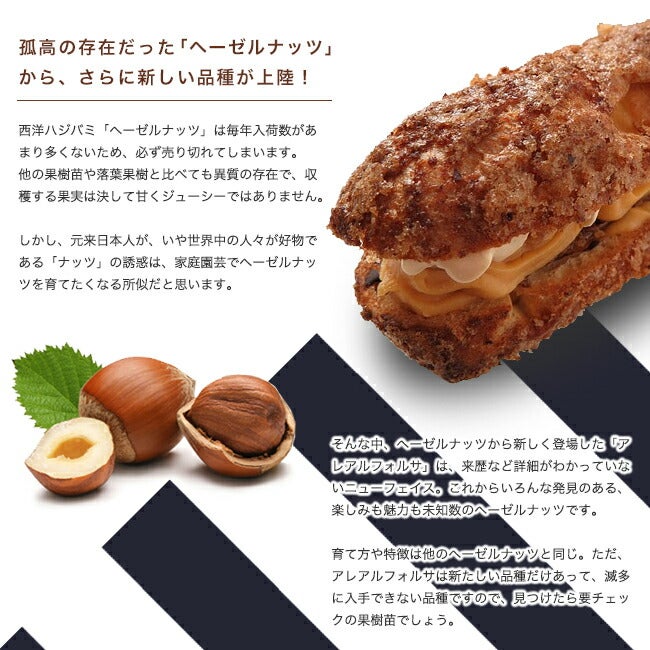 一才アメリカンヘーゼルナッツ 苗 販売 苗木部 By 花ひろばオンライン