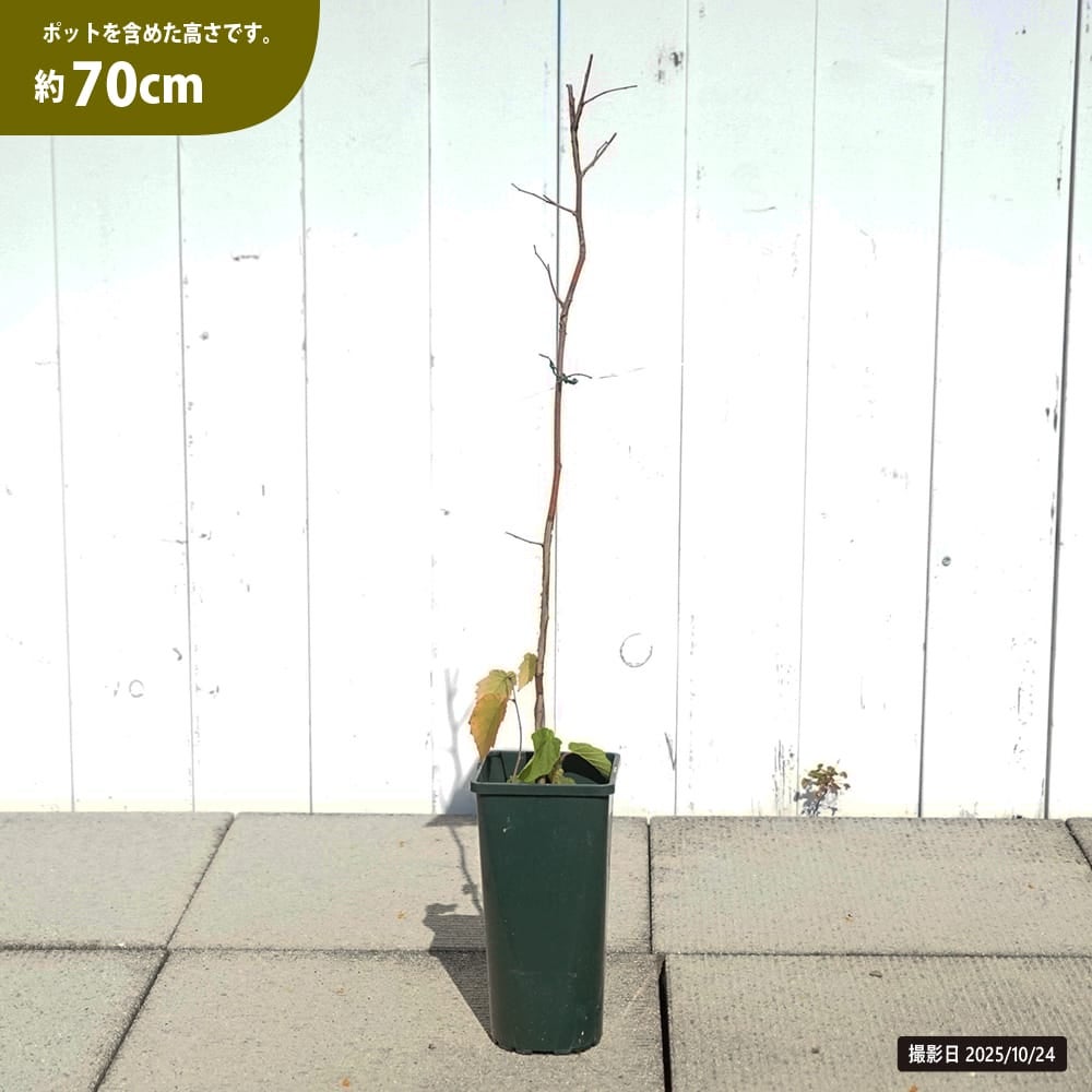 一才アメリカンヘーゼルナッツ 苗 販売 苗木部 By 花ひろばオンライン