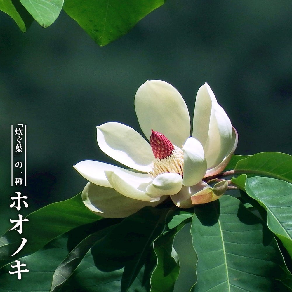 モクレン科　落葉樹 100cmホウノキ　苗木　苗　大きな葉、大きな花 000000042315-01.jpg?size=l&w=