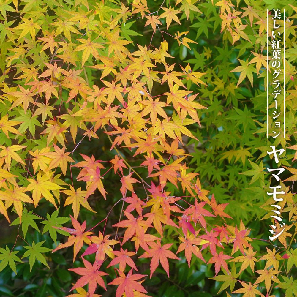 000000042317-01.jpg?size=m&w=