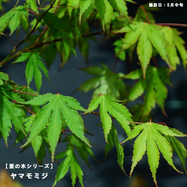 000000042317-02.jpg?size=l&w=