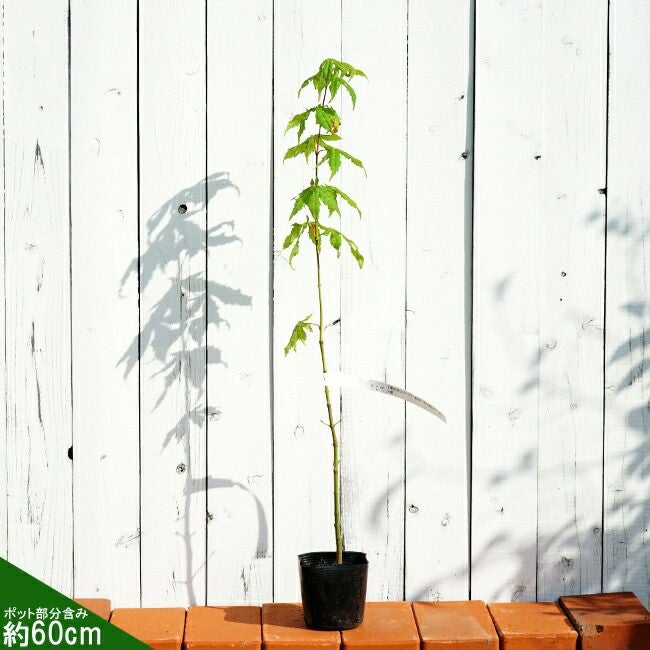 カエデ・もみじ ヤマモミジ 苗 販売 苗木部 By 花ひろばオンライン