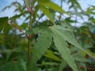 カエデ・もみじ ヤマモミジ 苗 販売 苗木部 By 花ひろばオンライン