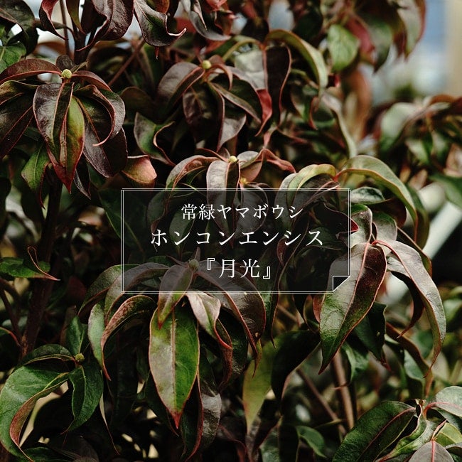 常緑ヤマボウシ ホンコンエンシス 月光 苗 販売 苗木部 By 花ひろば