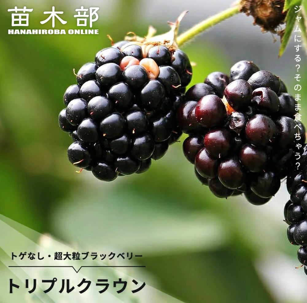 ラズベリー・ブラックベリー | 苗木部 本店 By 花ひろばオンライン