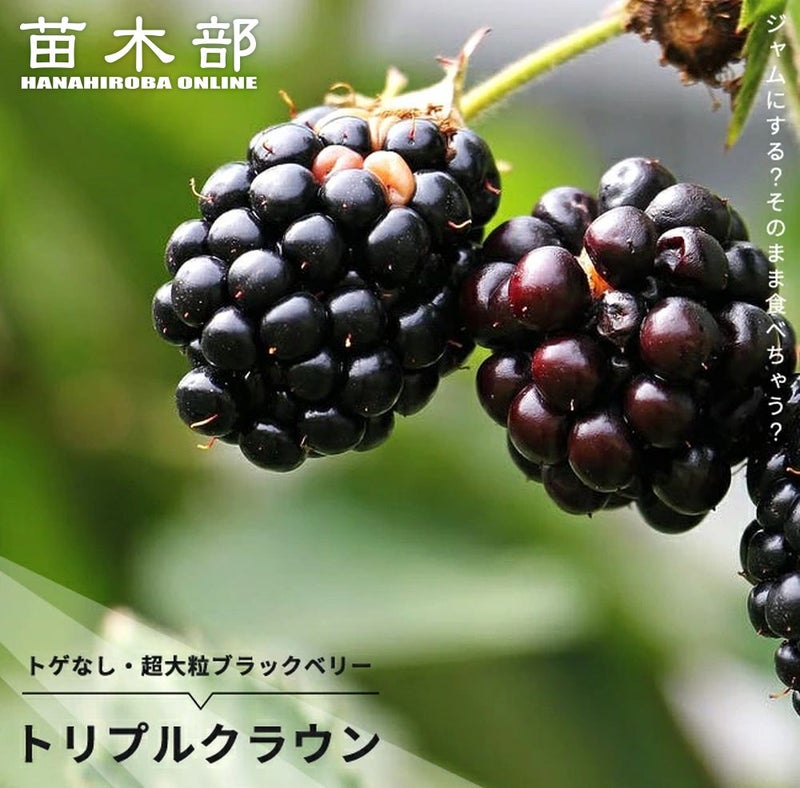 000000042354-01.jpg?size=l&w= 