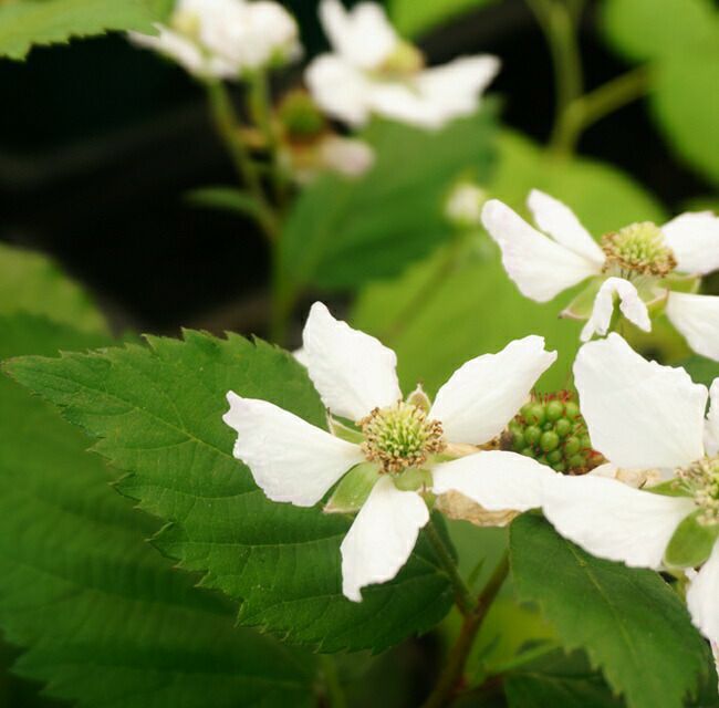 000000042354-02.jpg?size=l&w=