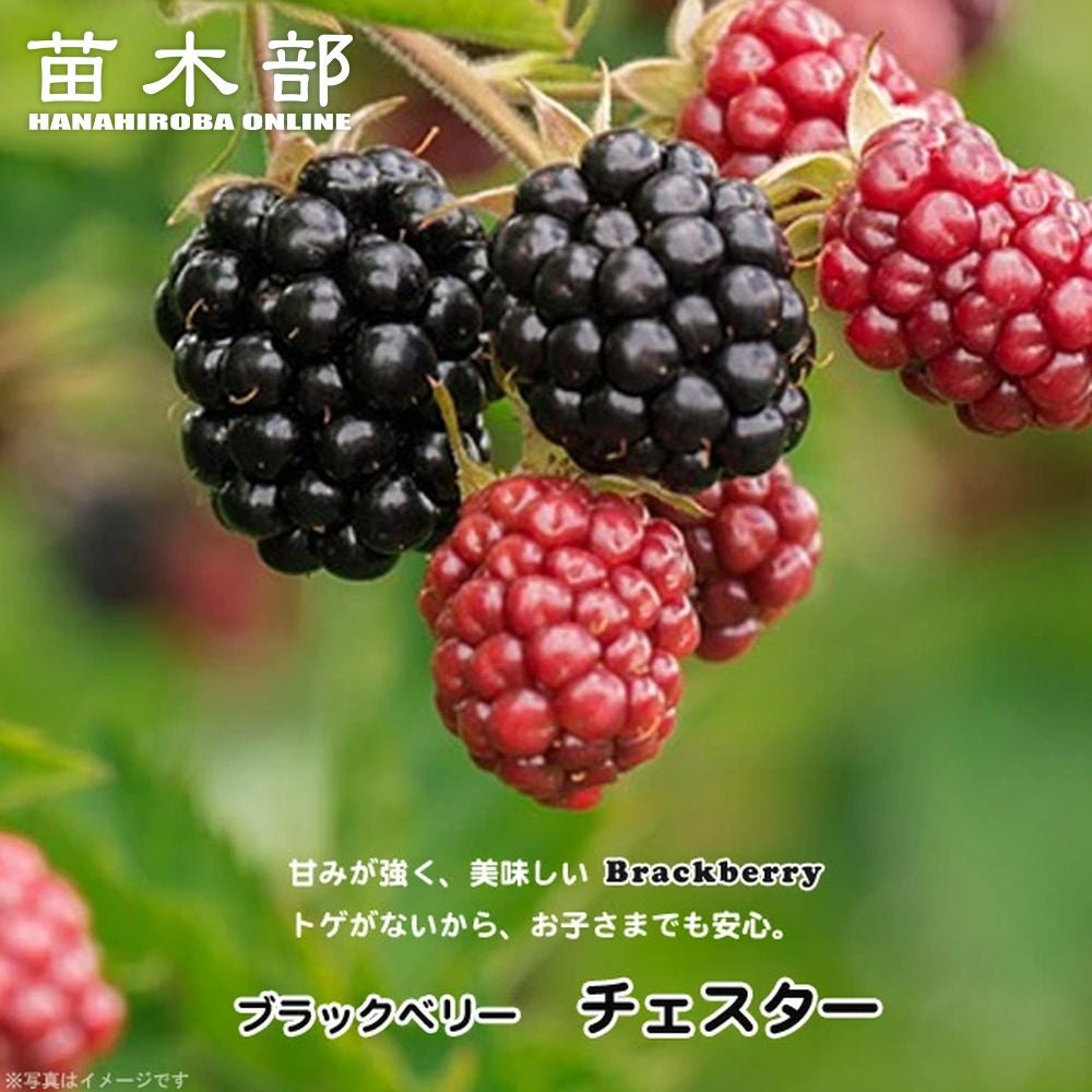 りな 即購入大歓迎ページ アウトレット EMU ブラックとピンク 2点14 000000042356-01.jpg?size=l&w=