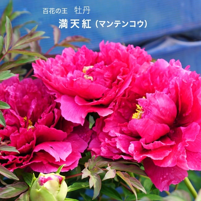 牡丹 紅輝獅子の通販 苗木部 By 花ひろばオンライン