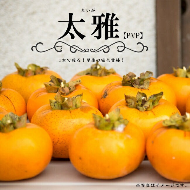 柿の苗木一覧 果樹苗専門店の通販 苗木部 By 花ひろばオンライン本店