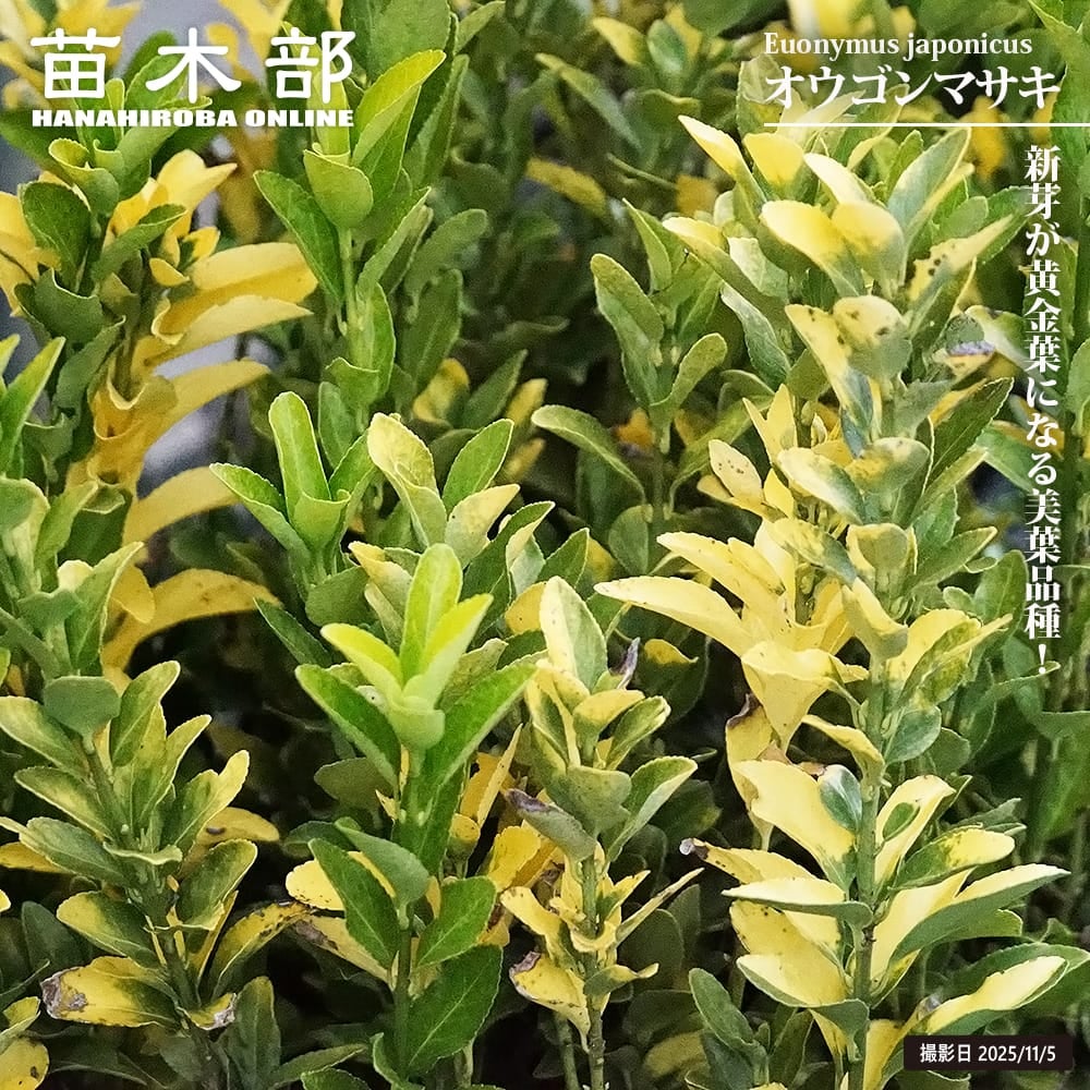 マティーナ・セオドシウ　黄金色の輝き 000000142519-01.jpg?size=m&w=