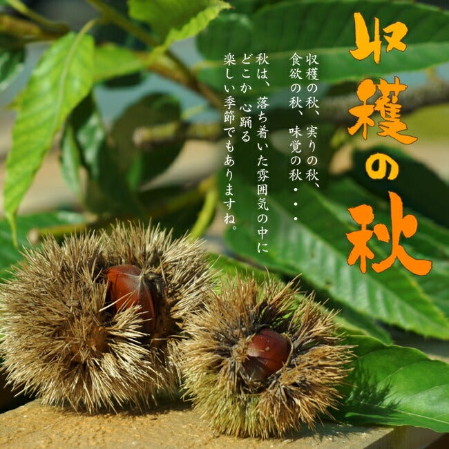 超希少イタヤカエデ「名栗錦」接木大苗 6号鉢全長50cm剪定済 超希少イタヤカエデ「名栗錦」接木大苗 6号鉢全長50cm剪定済 【公式通販】
