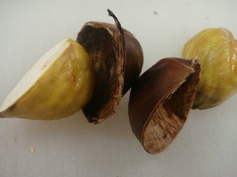 栗 大実天津甘栗 苗 販売 苗木部 By 花ひろばオンライン