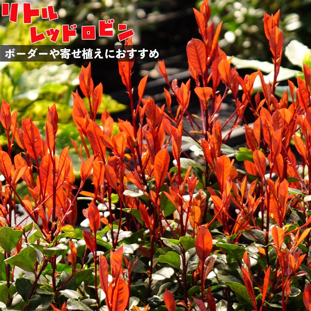 000000042624-01.jpg?size=m&w=