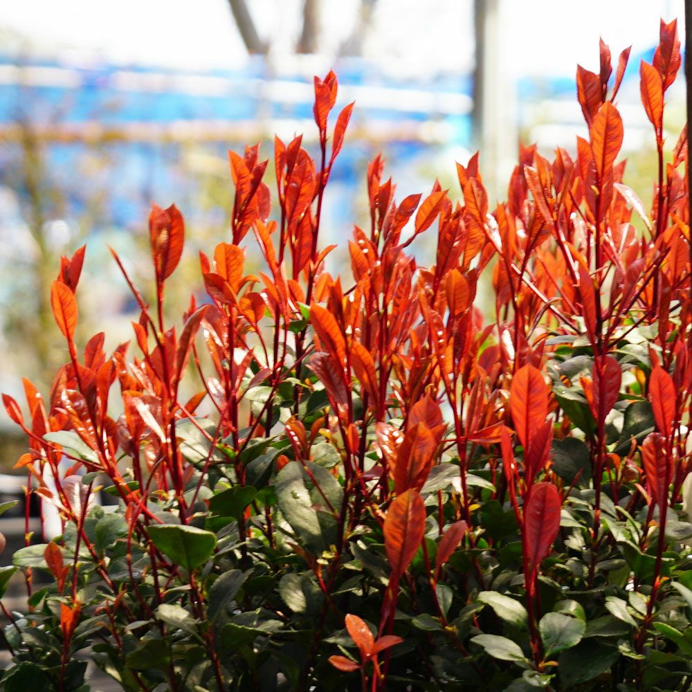 リトルレッドロビン 苗 販売 苗木部 By 花ひろばオンライン