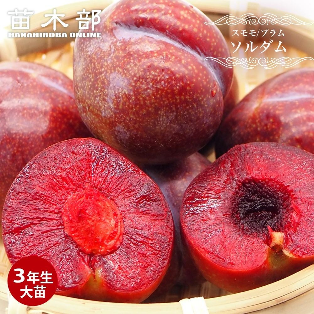 000000042656-01.jpg?size=l&w=