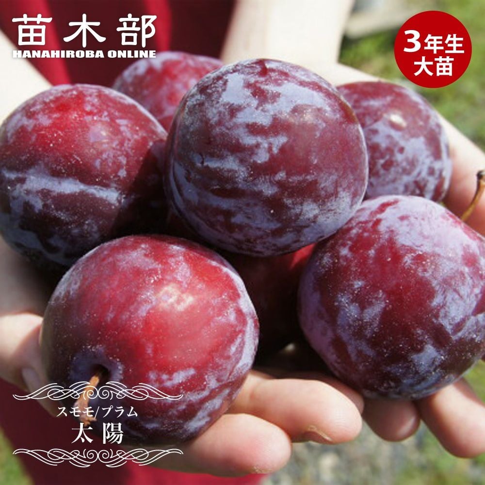 プラム・スモモ 二ホンスモモ ビューティー 苗 販売 苗木部 By 花