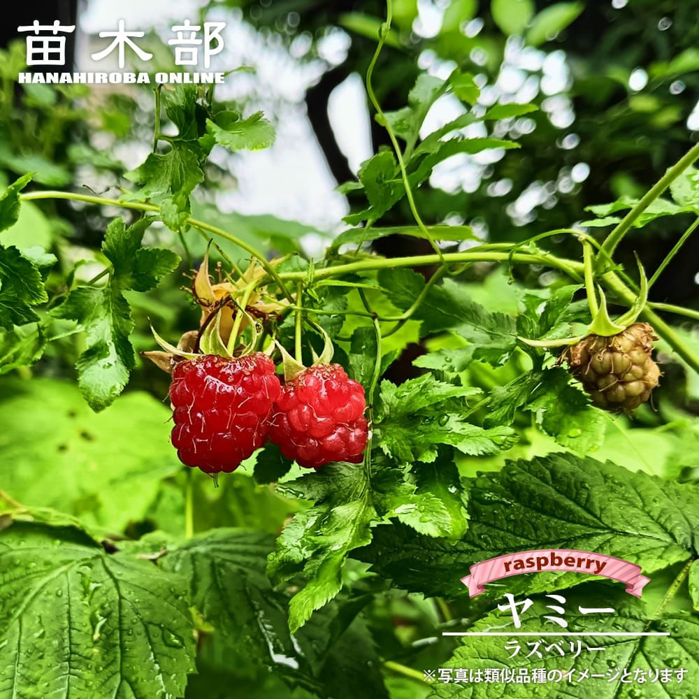 ラズベリー ヤミー 苗 販売 苗木部 By 花ひろばオンライン