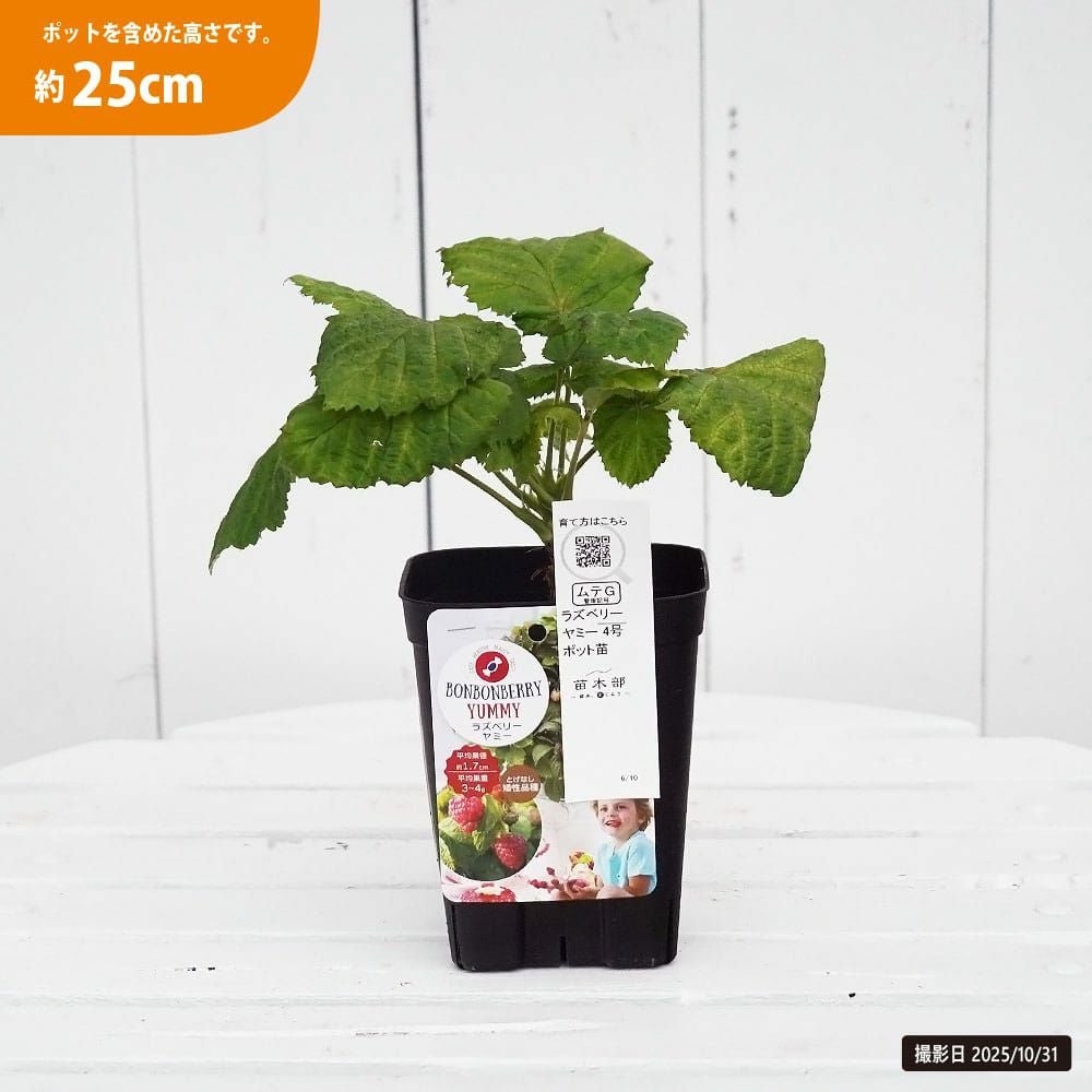 ラズベリー ヤミー 苗 販売 苗木部 By 花ひろばオンライン