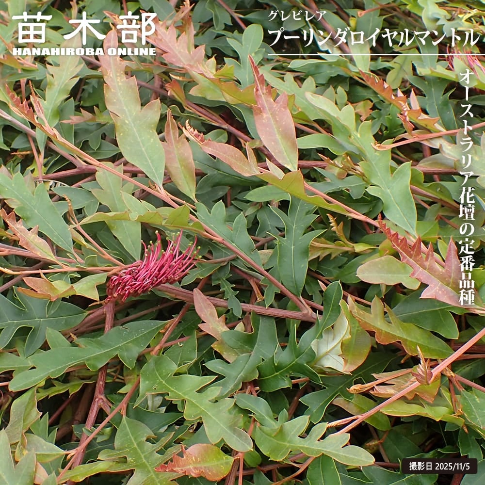 グレビレア・リューカデンドロン | 苗木部 本店 By 花ひろばオンライン