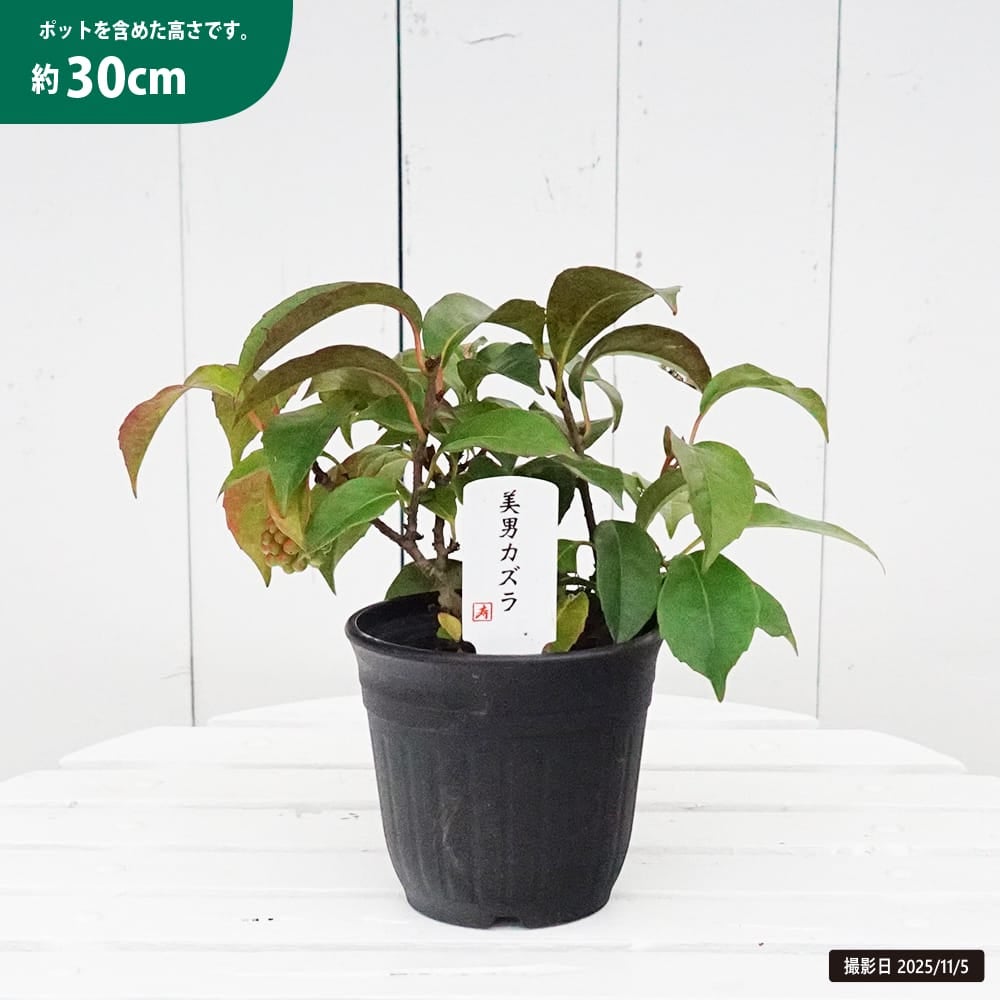 美男カズラ 苗 通販 苗木部 By 花ひろばオンライン