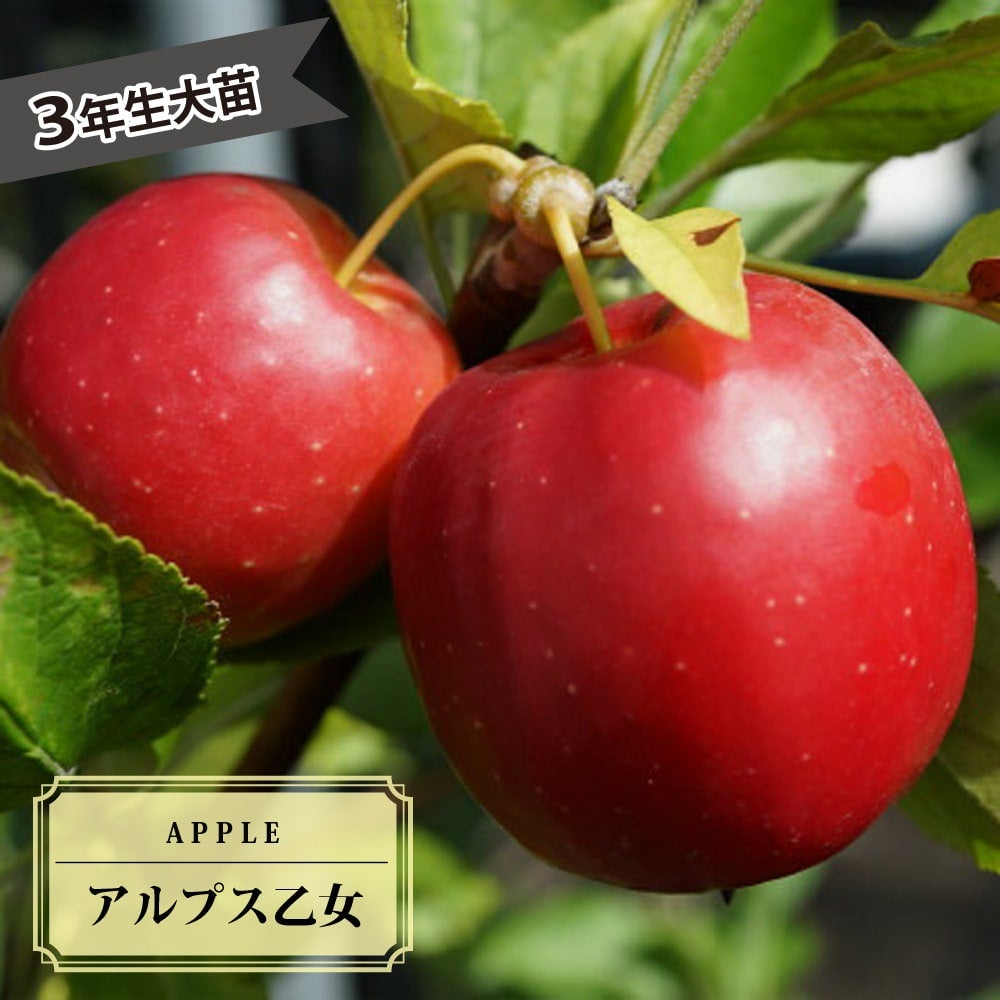 000000042705-01.jpg?size=l&w=