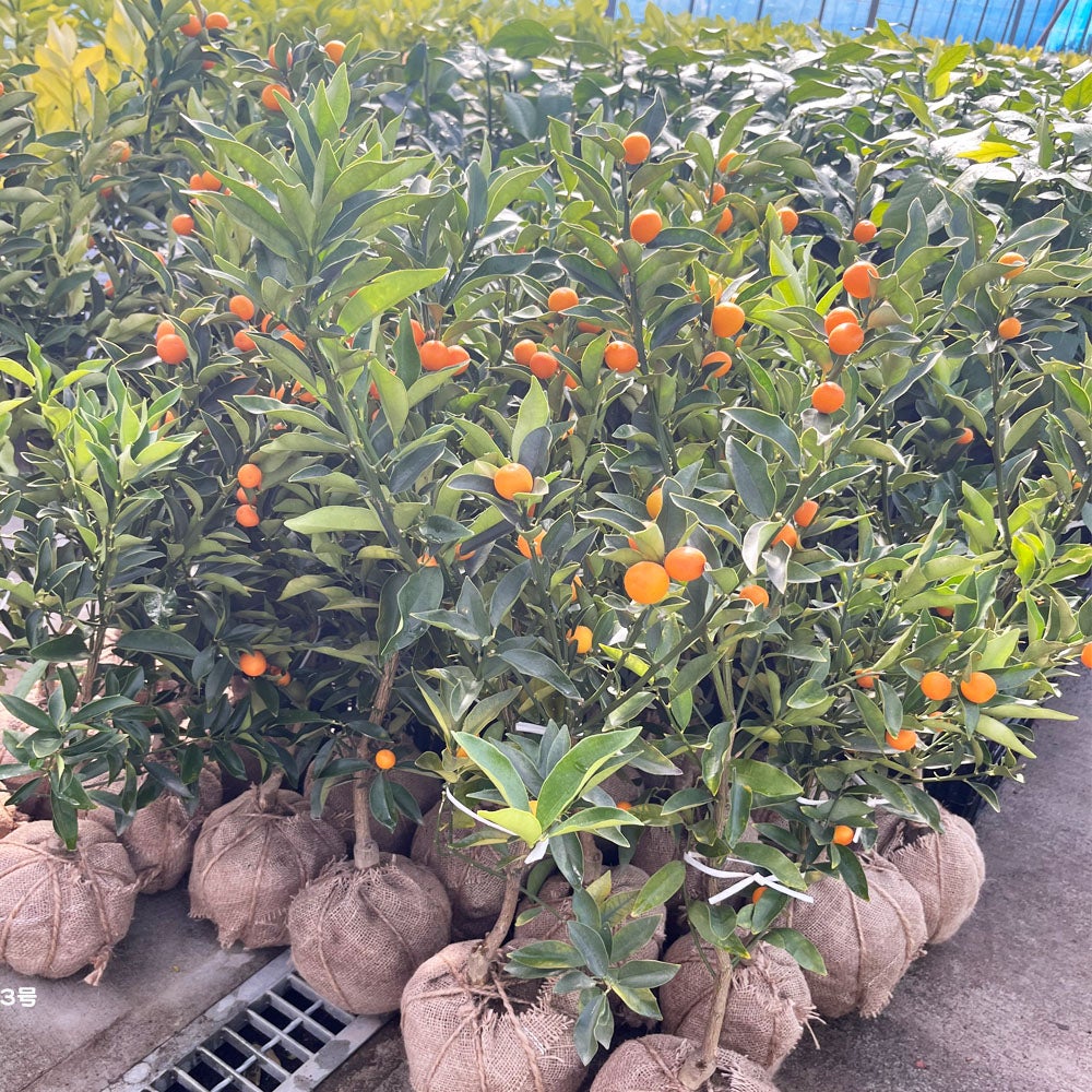 柑橘 キンカン 寧波金柑 （にんぽうきんかん）の販売 時期 苗木部