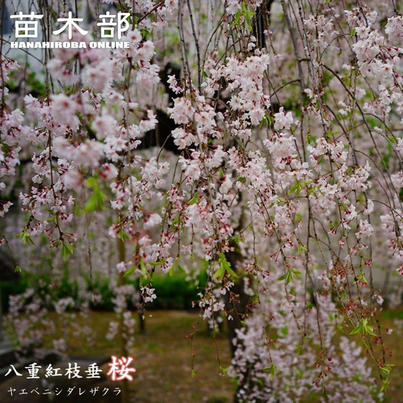 さくら 八重紅枝垂れ桜 ヒガンザクラ系 苗 販売 苗木部 By 花ひろば 