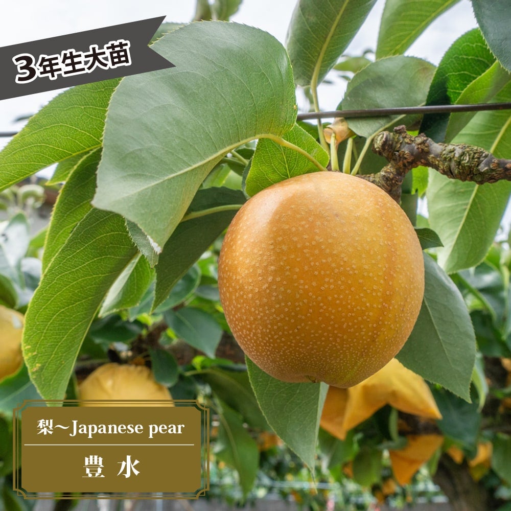 000000042770-01.jpg?size=l&w=