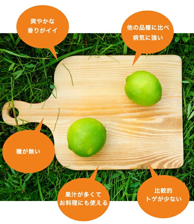 000000042808-06.jpg?size=l&w=