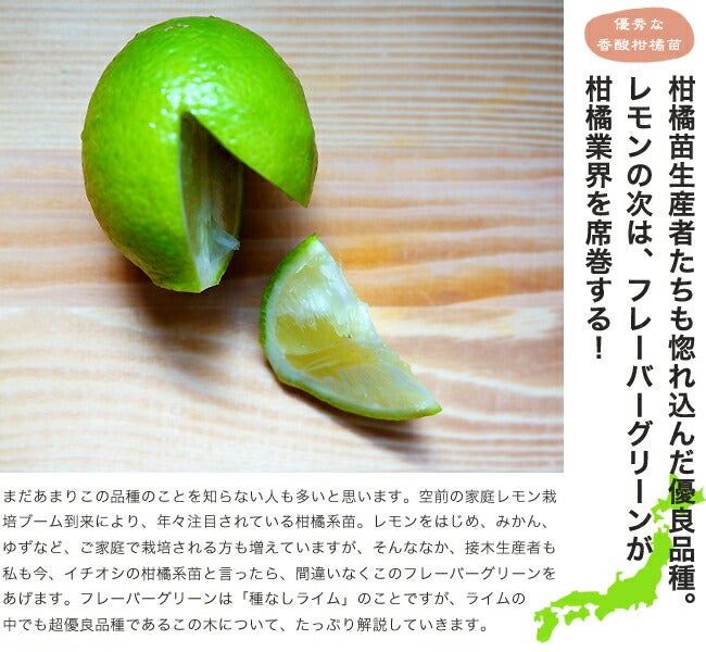 柑橘 ライム フレーバーグリーン 苗 育て方 苗木部 By 花ひろばオンライン